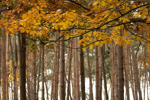 Photos gratuites de arbres, forêt