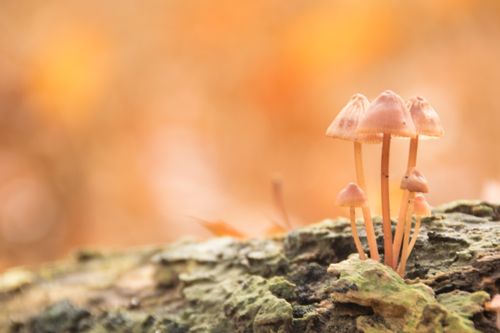 Free Macro shot of delicate mushrooms growing on a mossy log with a warm autumn backdrop. Stock Photo