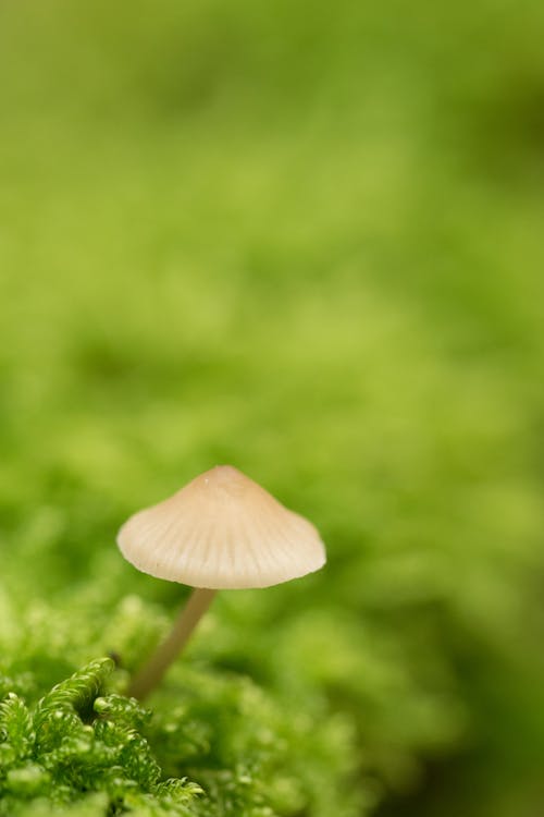 Photos gratuites de champignon forestier, charcuterie, forêt