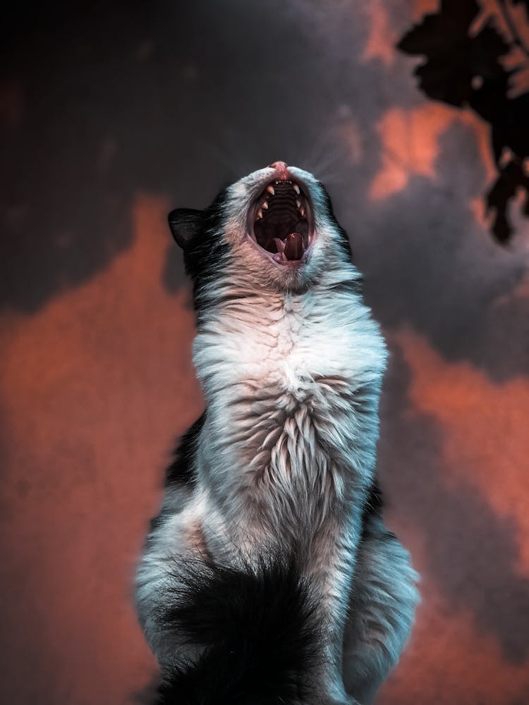 A Cat Yawning