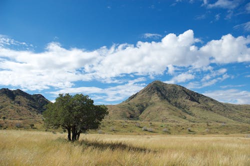 Kostenloses Stock Foto zu baum, blick auf die berge, feld