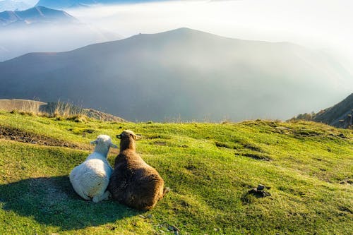 Gratis stockfoto met Alpen, bergen, bergschapen