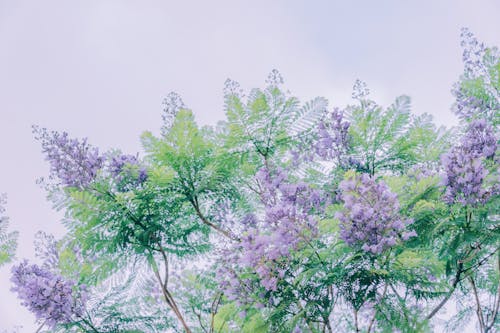 Fotobanka s bezplatnými fotkami na tému farba, flóra, jemný