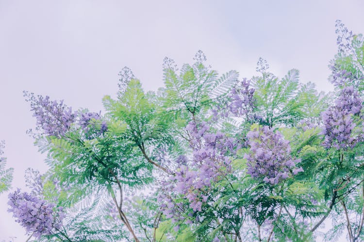 Painting Of Purple Crepe Myrtle Trees