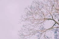 这幅抽象画描绘了一棵树，裸露的树枝映衬在淡色天空下，突显了大自然的复杂图案