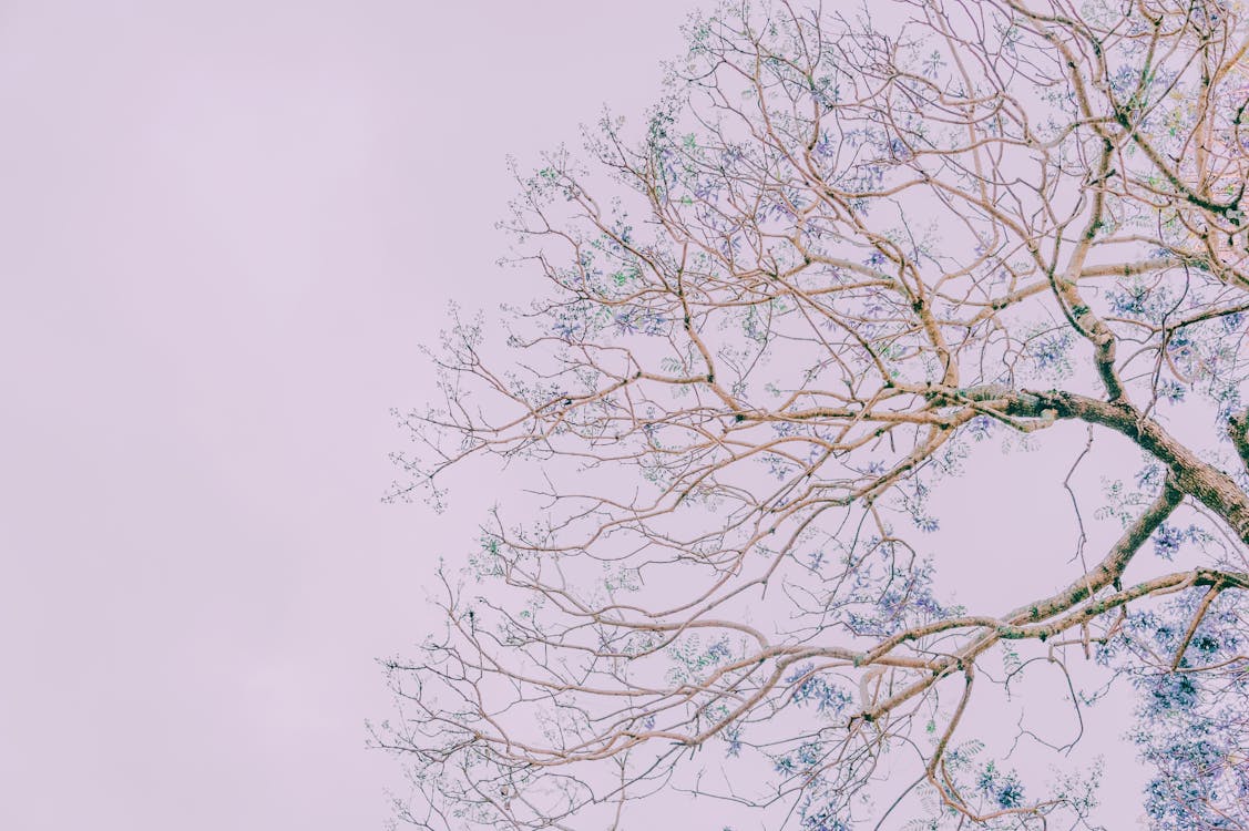 Foto d'estoc gratuïta de arbre, branques, fons 4k