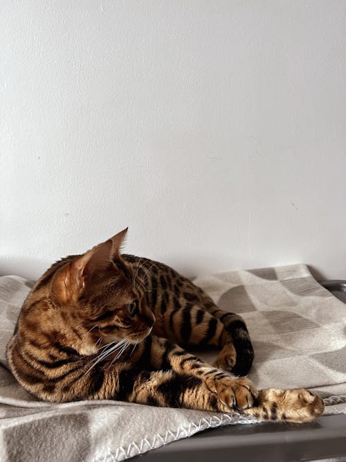 Bengal Cat Lying on a Blanket