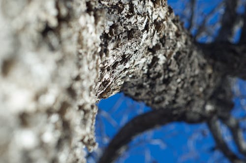 Kostenloses Stock Foto zu baum, borke, fokus