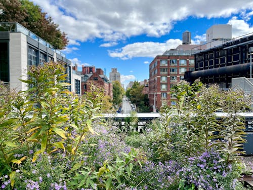 Imagine de stoc gratuită din linie înaltă, new york, NYC