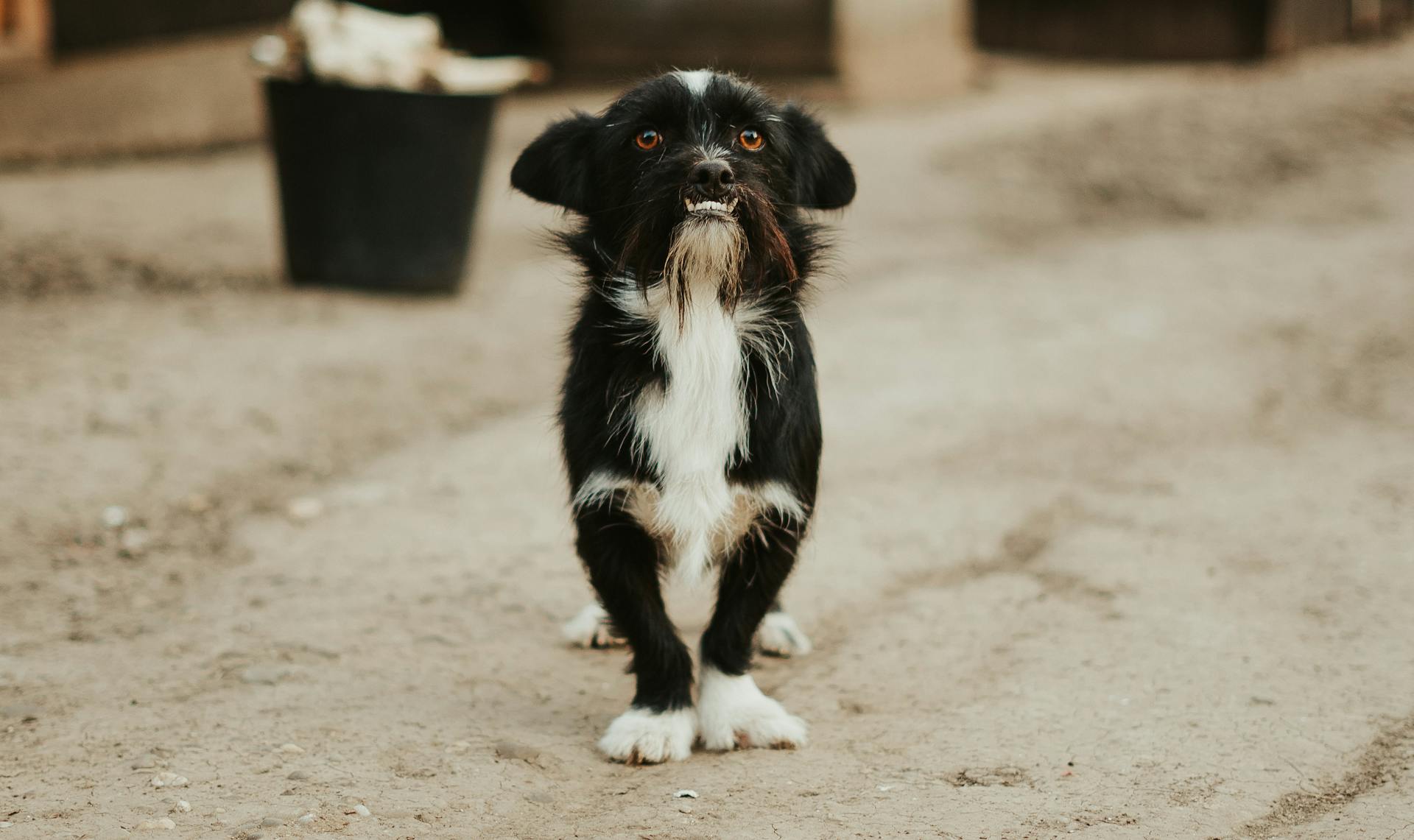 Close up of Dog