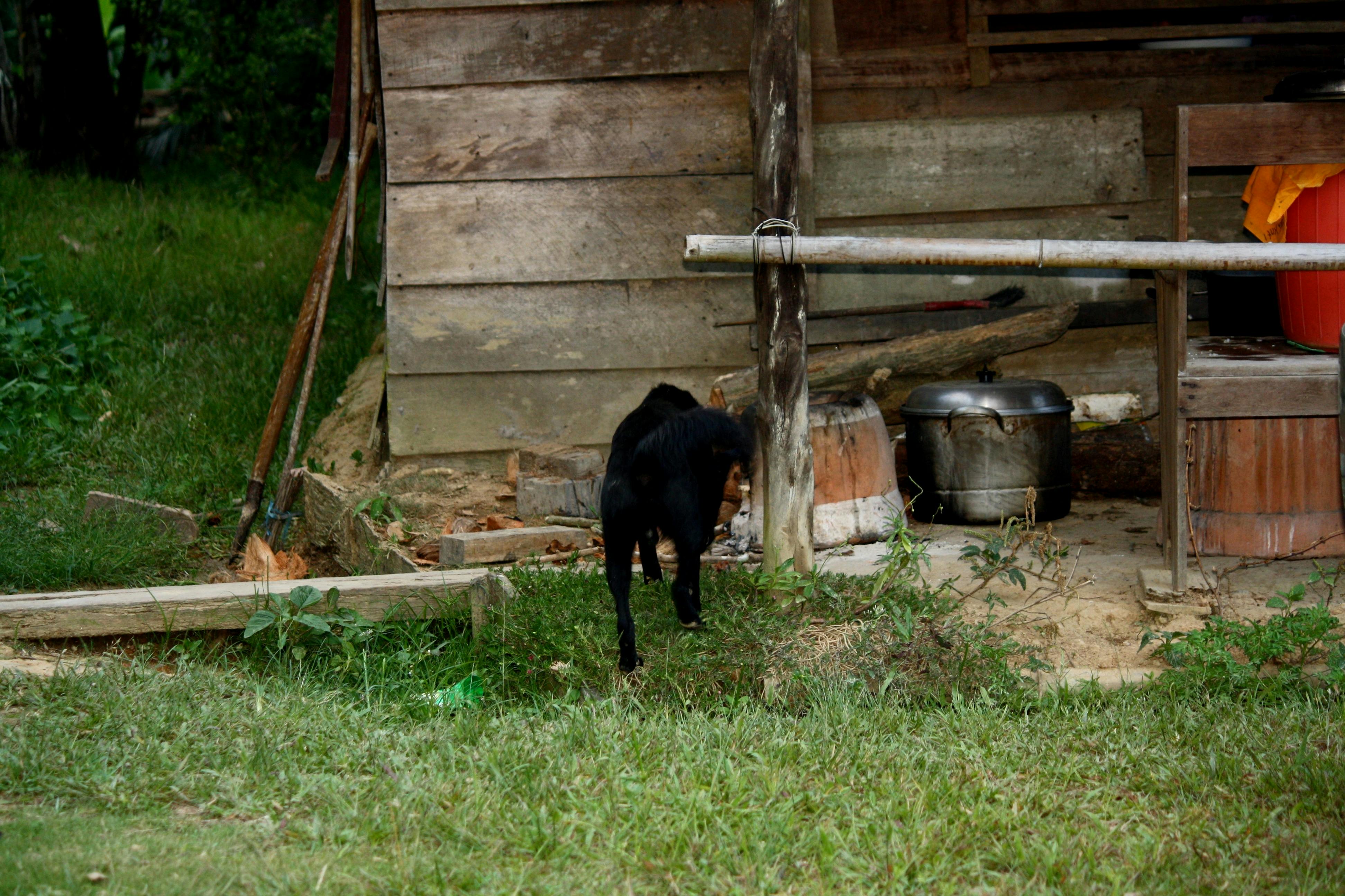 Free stock photo of black dog, dog, house