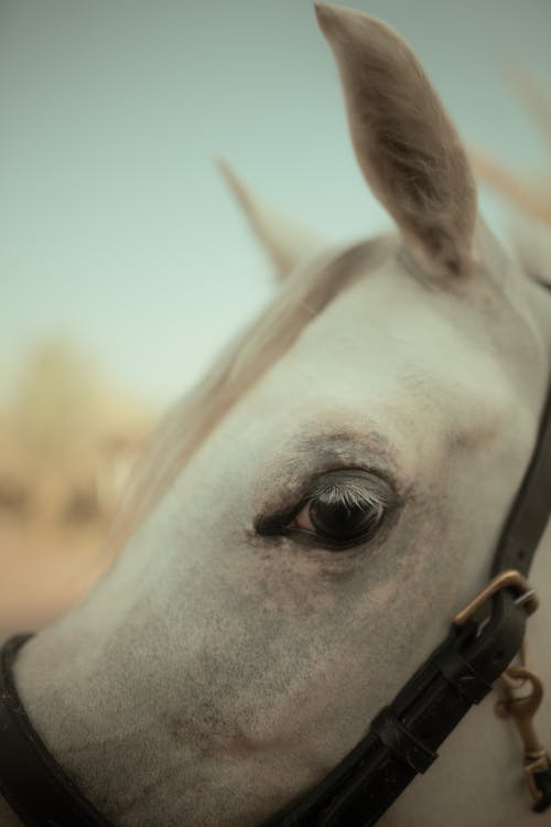Gratuit Imagine de stoc gratuită din a închide, animal, cal alb Fotografie de stoc