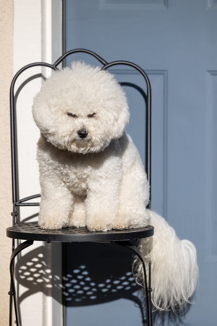 A Bichon Frise On A Metal Chair