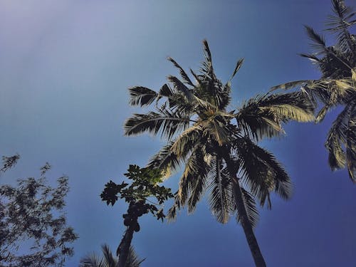푸른 하늘 아래 녹색 코코넛과 파파야 나무