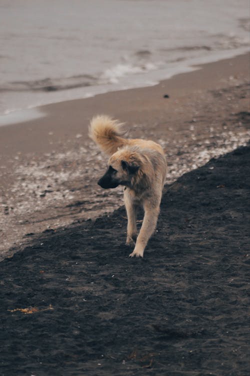 A Dog Walking at the Beach