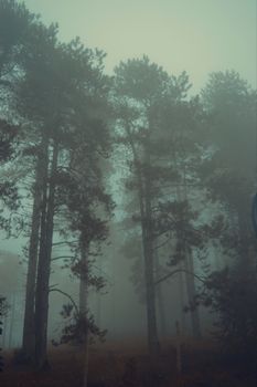 A serene misty forest with tall pine trees enveloped in fog, creating a mysterious and calming atmosphere.