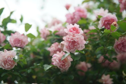 Free Beautiful cluster of pink roses in full bloom, showcasing nature's delicate beauty. Stock Photo