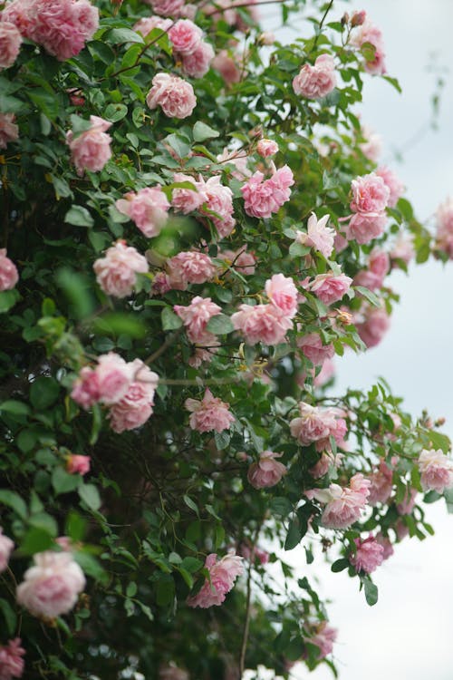 Foto d'estoc gratuïta de camelia japonesa, flora, florir