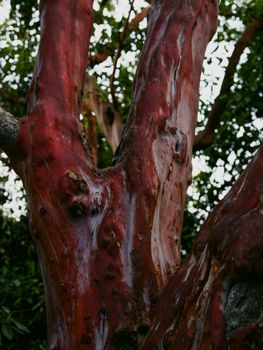 reddish cypress bark texture
