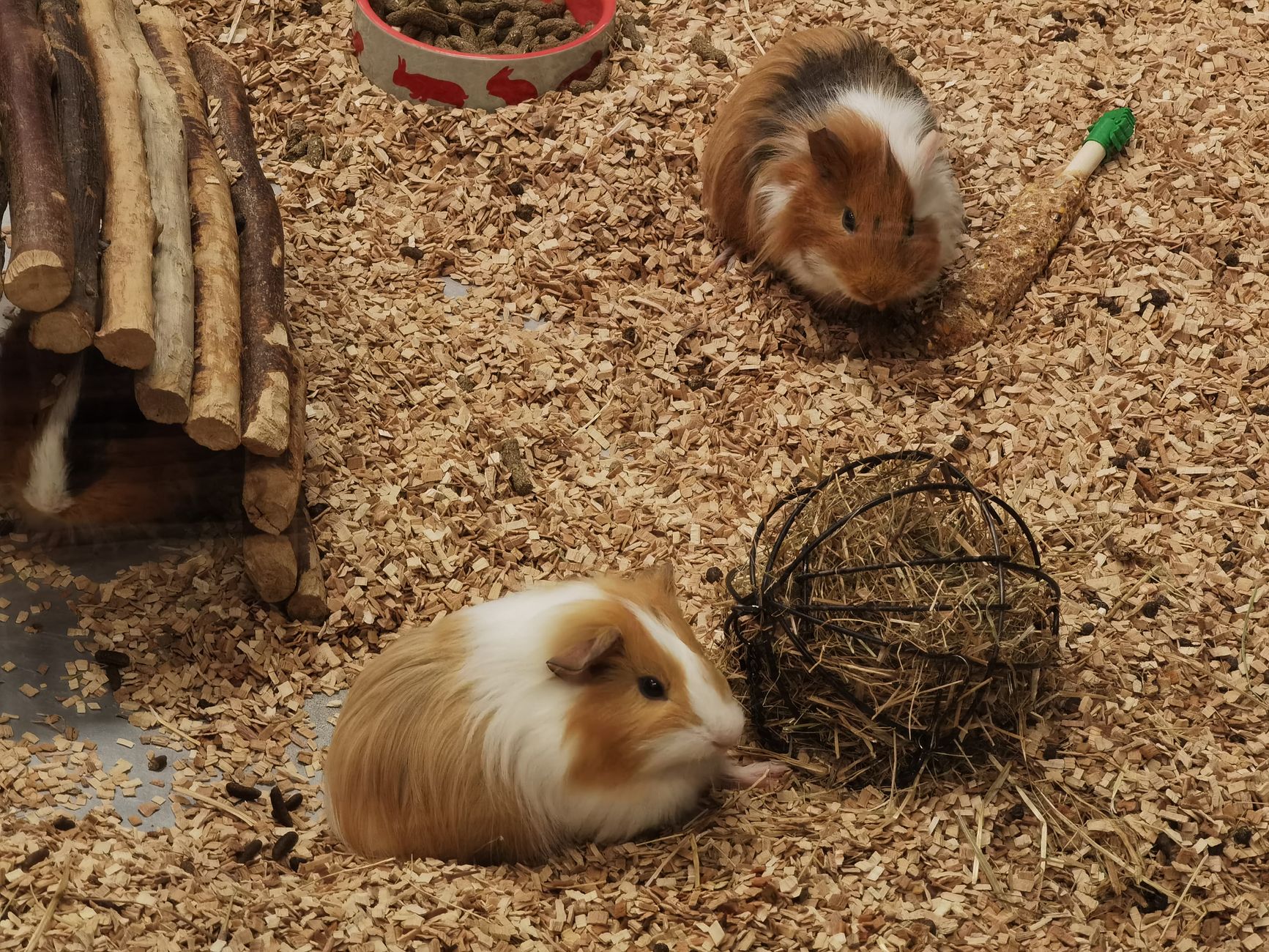 Best Guinea Pig Hay Feeders for Easy Access (2026) – Keep Your Piggies Fed Without the Mess