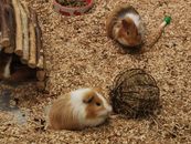 Two adorable guinea pigs playing in a wood chip enclosure with toys.