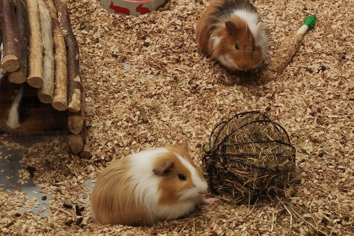 Cochon d'Inde qui couine : signification - Causes fréquentes des couinements : comment les reconnaître ?