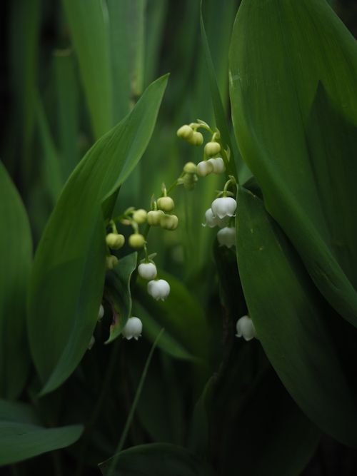 Free Close-up of delicate white Lily of the Valley flowers amidst vibrant green leaves. Stock Photo