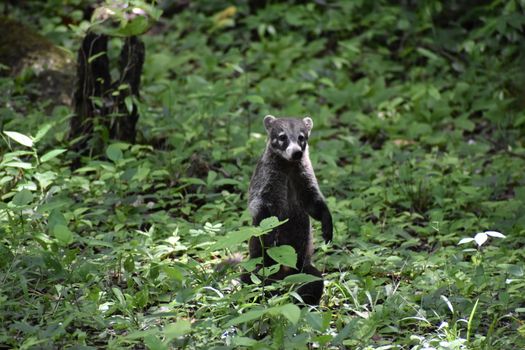 A charming coati stands in the lush greenery of Flores, Petén, Guatemala.