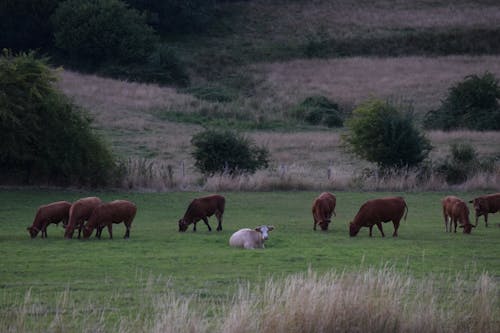 Základová fotografie zdarma na téma farma, hospodářská zvířata, hřiště