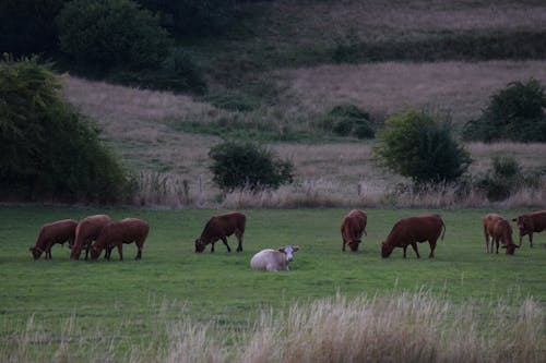 Gratis stockfoto met boerderij, gras eten, koe