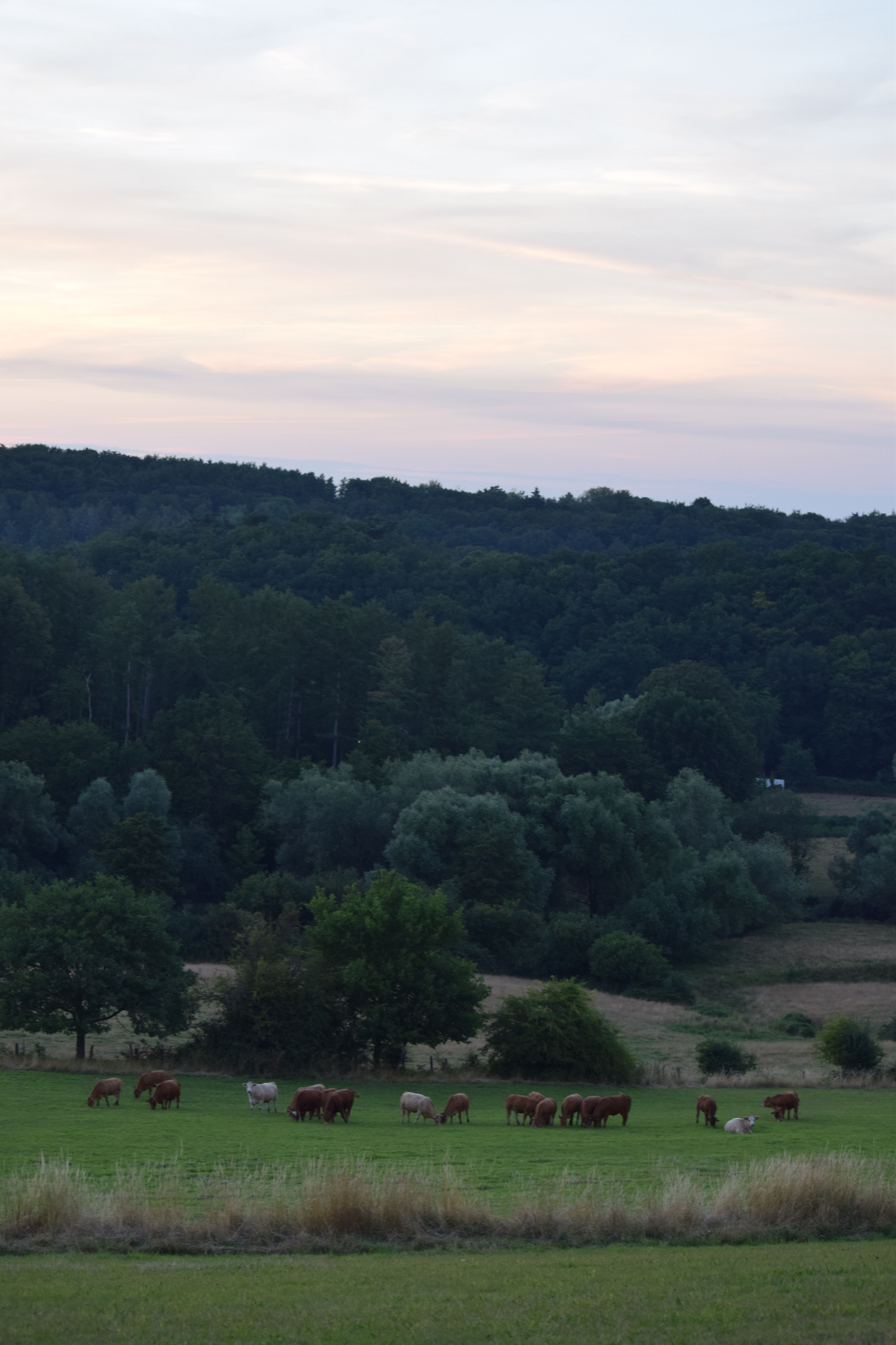 A serene landscape of cattle grazing in lush fields against a forest backdrop near Aachen, Germany.