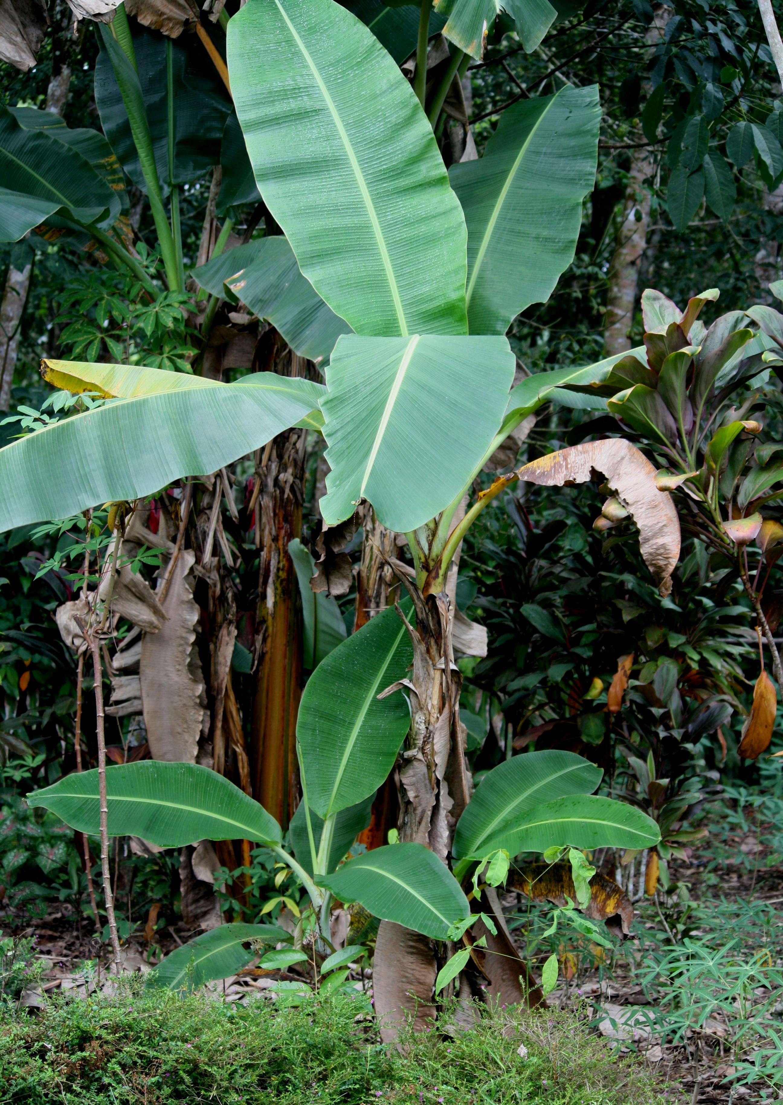 Free stock photo of banana, banana leaves, banana trees