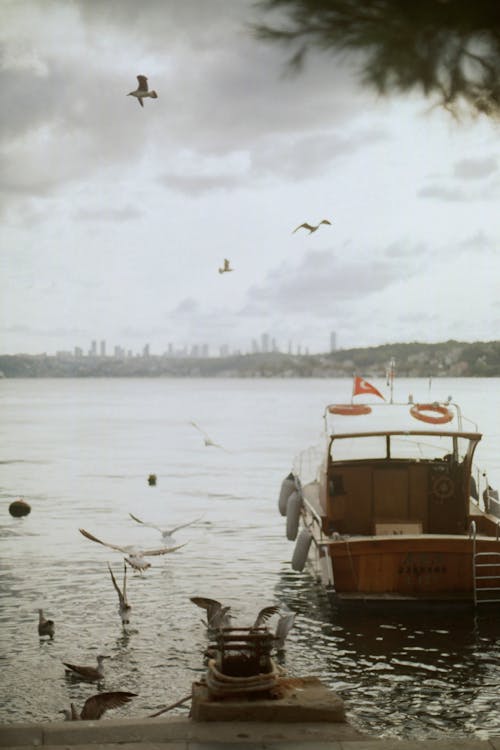 Fotos de stock gratuitas de atracado, aves voladoras, barca