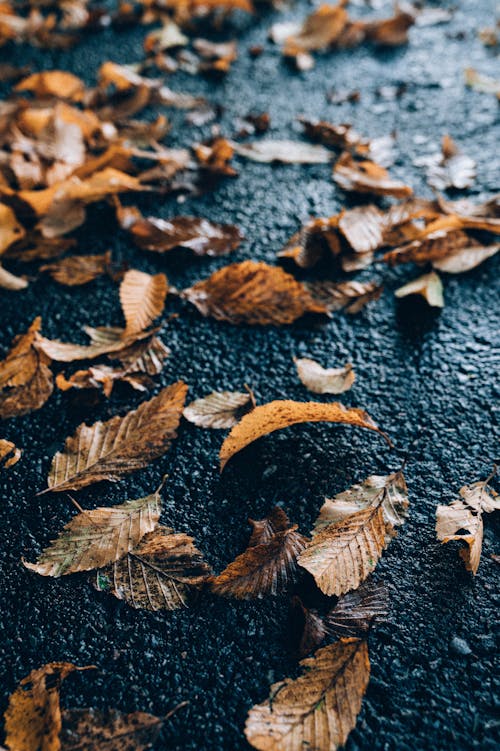 Photos gratuites de automne, feuilles séchées, humide