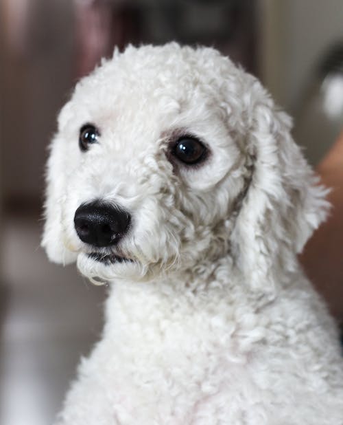 Free Adult White Toy Poodle Stock Photo