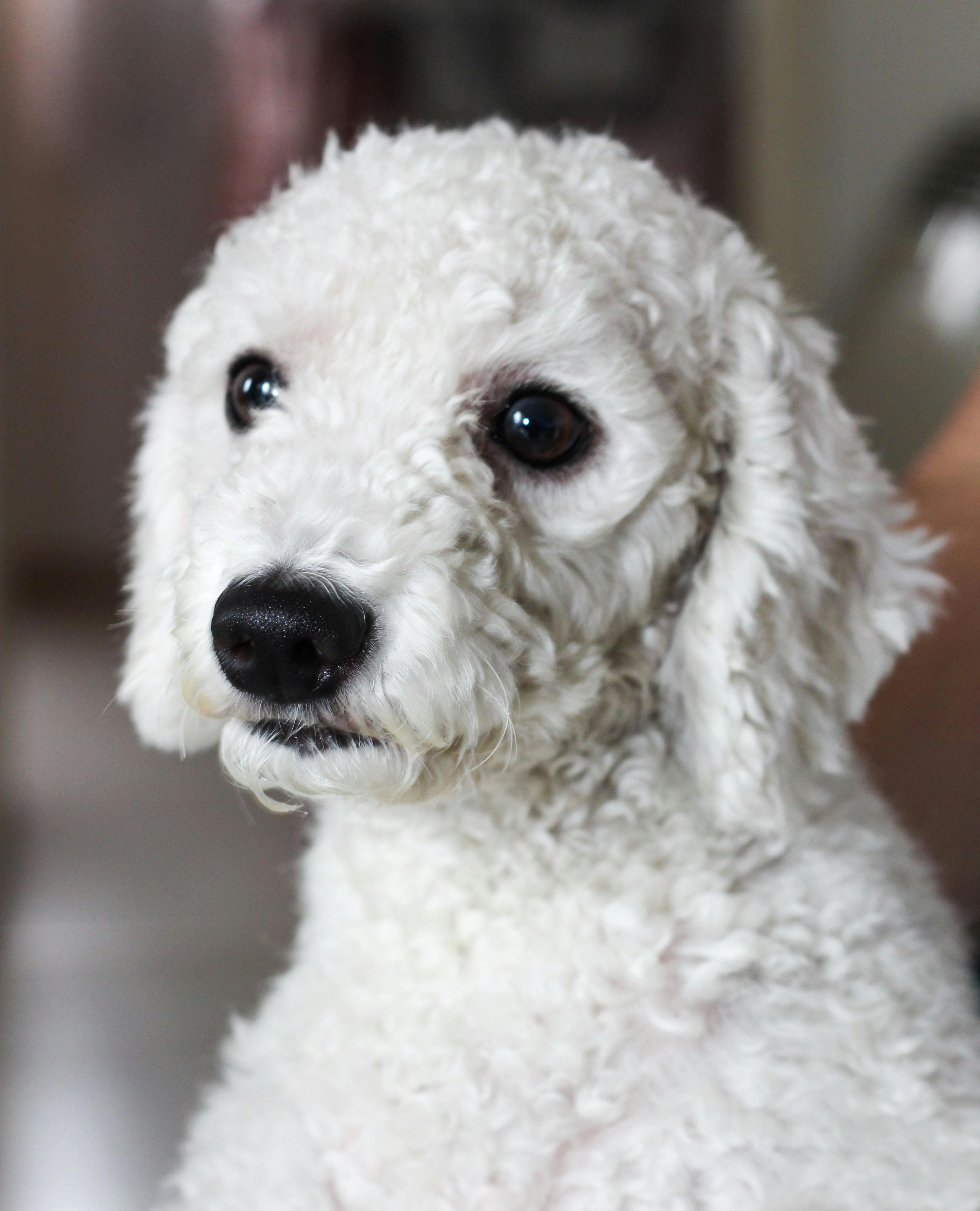 Foto Stok Gratis Tentang Anak Anjing Anjing Anjing Pudel