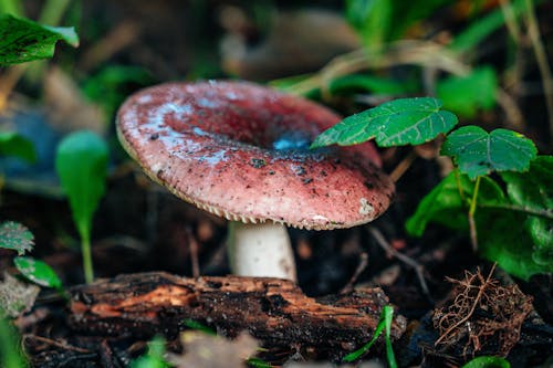 Gratuit Photos gratuites de champignon, fermer, fungi Photos