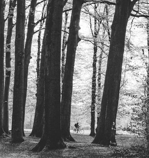 Gratuit Imagine de stoc gratuită din alb-negru, arbori, ciclism Fotografie de stoc