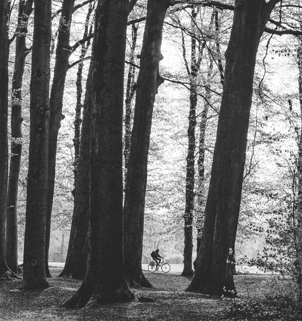 A lone cyclist rides through a forest, surrounded by tall trees in a black and white setting.