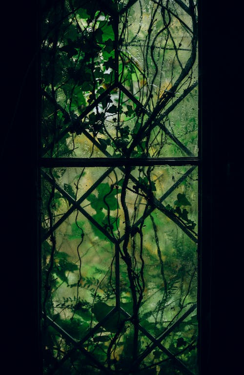 Ivy behind Window