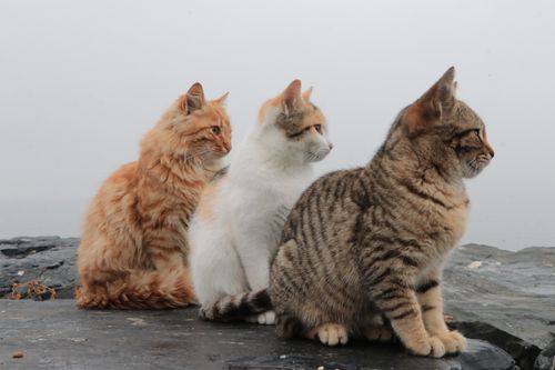 Free Three domestic cats sitting on rocks, gazing outward in an outdoor setting. Stock Photo