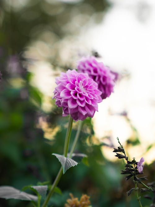 Free A Close-Up Shot of a Dahlia Flower in Bloom Stock Photo