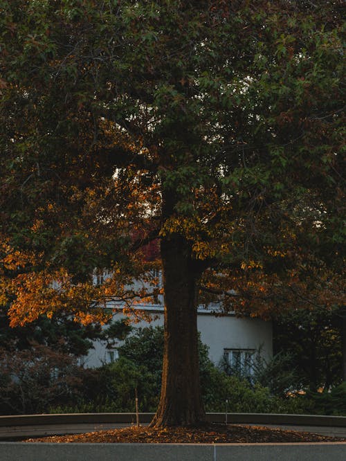 Foto d'estoc gratuïta de caure, flora, gran arbre