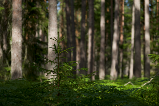 A tranquil coniferous forest scene featuring young and mature spruce trees under natural sunlight.