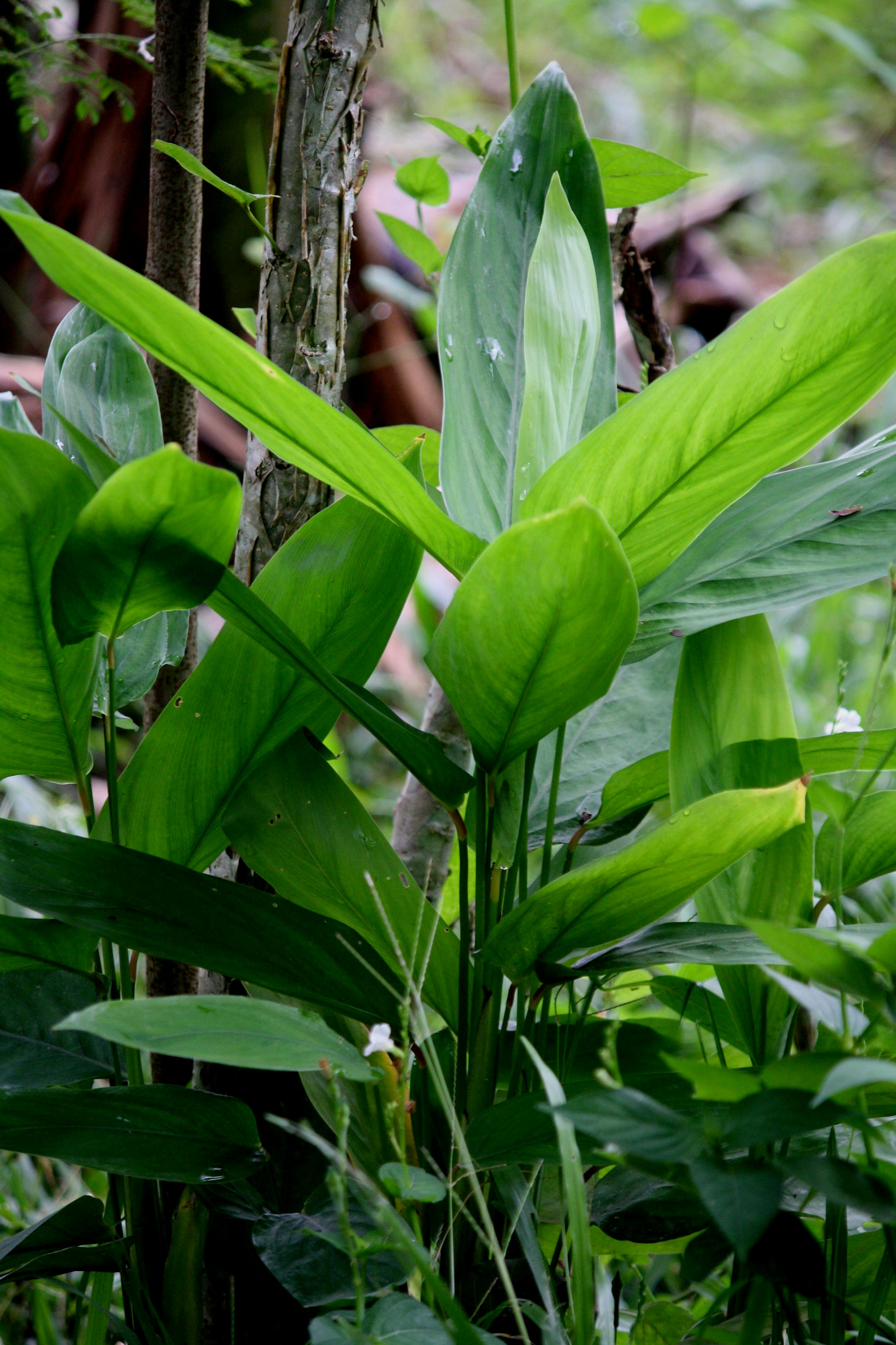 Free stock photo of Big leaf, green leaves, plant