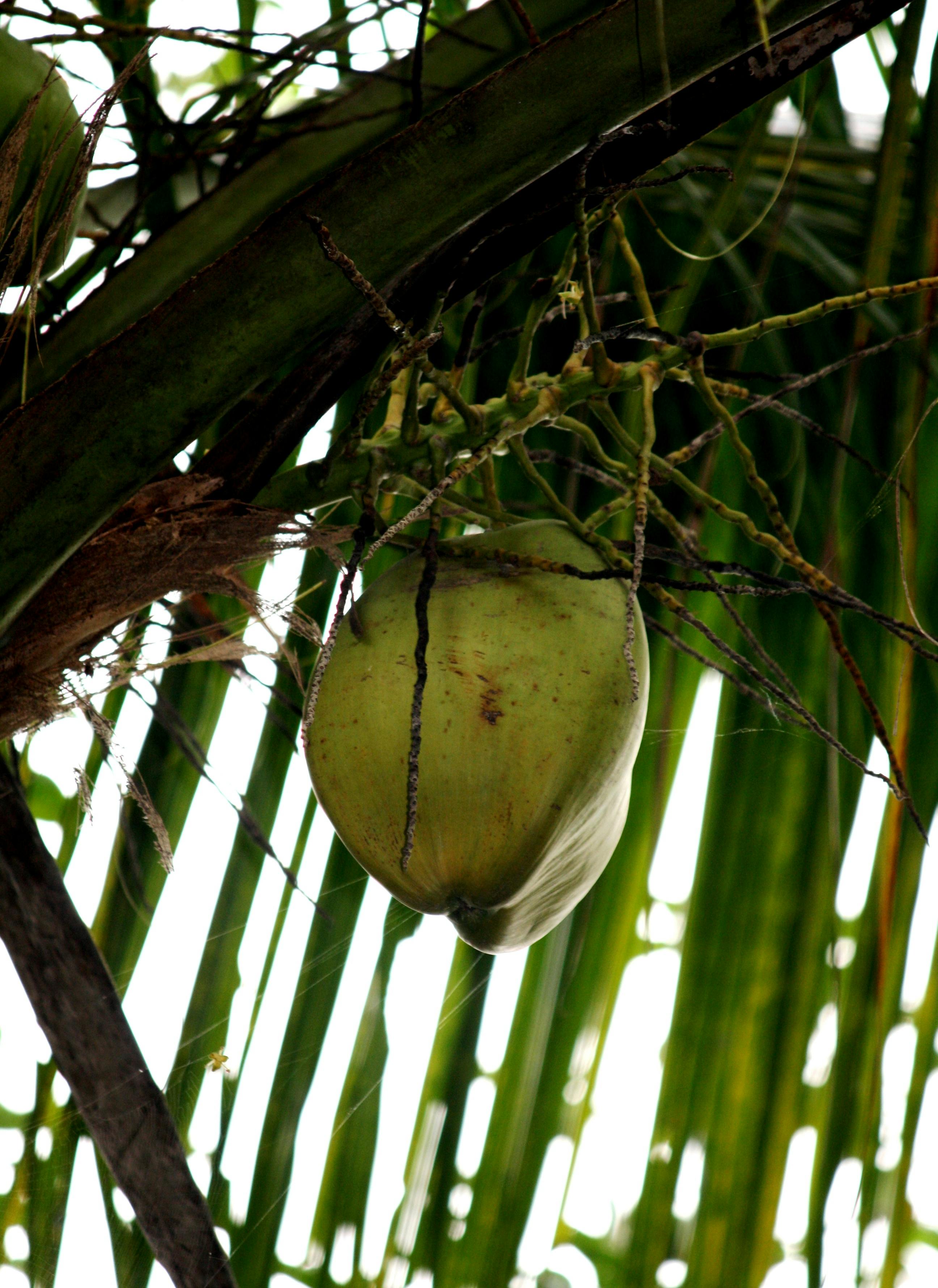 Download Gambar Buah  Kelapa  Downloadjpg