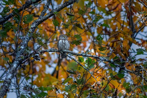 A Eurasian Pygmy Owl Perched on a Branch 