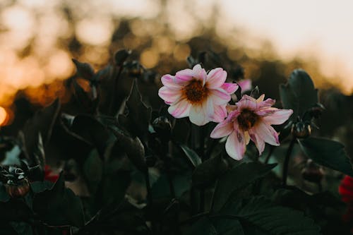 흰색과 분홍색 꽃잎 꽃의 선택적 초점 사진