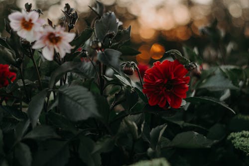 Açan çiçeklerin Seçmeli Ve Bokeh Fotoğrafçılığı
