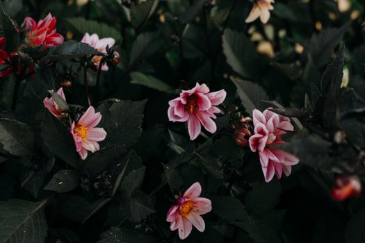 Beautiful pink dahlias with dark green leaves create a striking contrast in a lush garden setting.